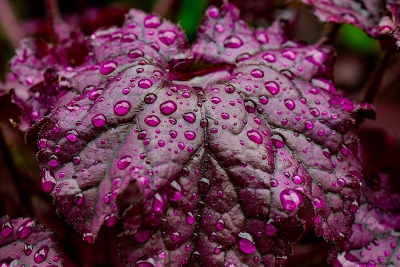 10 plantas de exterior para contenedores de invierno