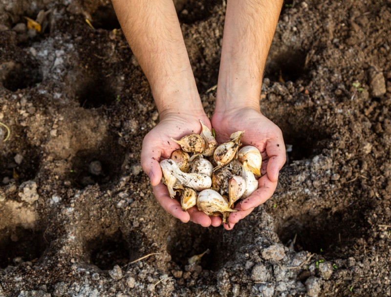 5 consejos para cultivar ajo