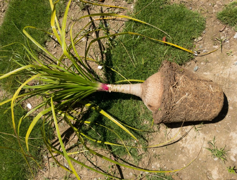 Cómo cuidar la palma de la cola de caballo 