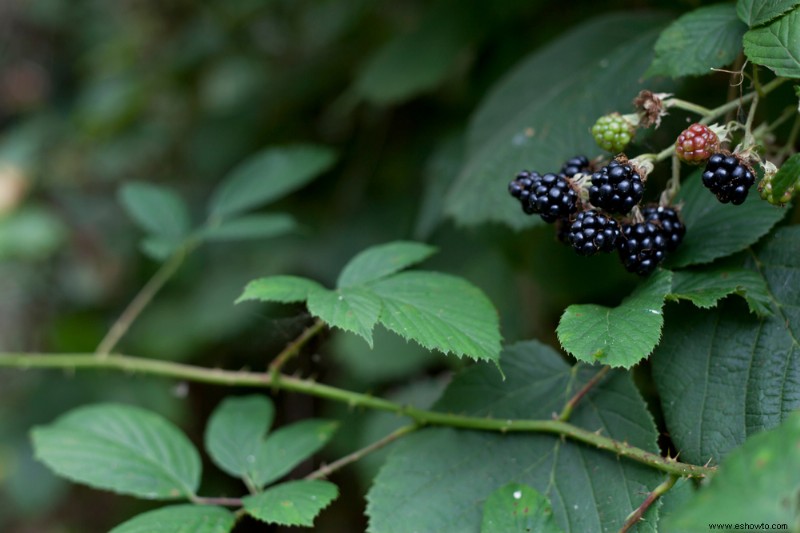 6 plantas de invierno que atraerán vida silvestre a su jardín