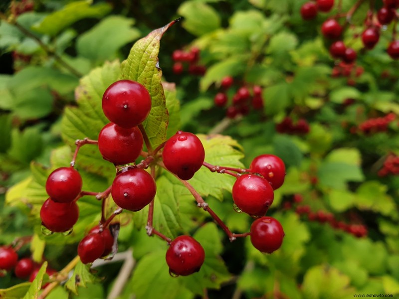 6 plantas de invierno que atraerán vida silvestre a su jardín