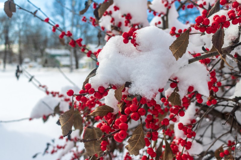 6 plantas de invierno que atraerán vida silvestre a su jardín