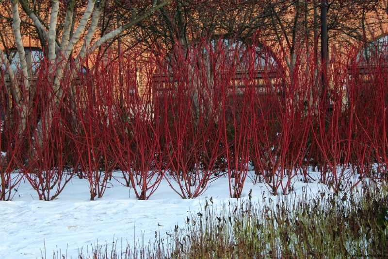 6 plantas de invierno que atraerán vida silvestre a su jardín