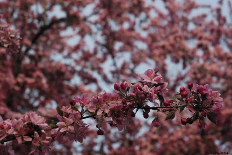 6 plantas de invierno que atraerán vida silvestre a su jardín