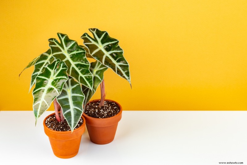 20 plantas de interior más hermosas para espacios pequeños