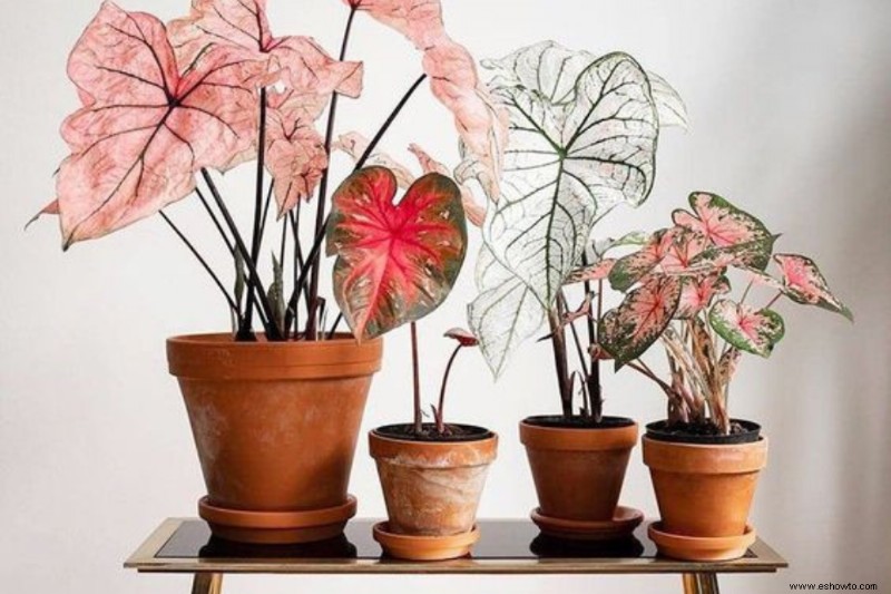 20 plantas de interior más hermosas para espacios pequeños
