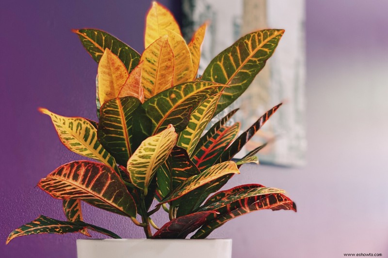 20 plantas de interior más hermosas para espacios pequeños