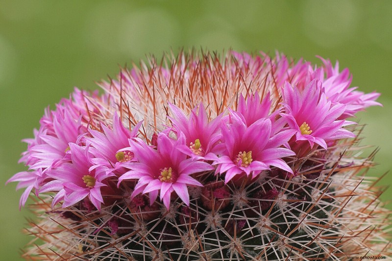 20 plantas de interior más hermosas para espacios pequeños