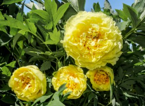 Guía experta: Cuándo y cómo podar peonías para flores espectaculares