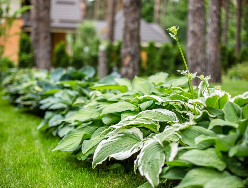 Cómo preparar Hostas para el invierno