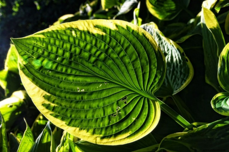 Cómo preparar Hostas para el invierno