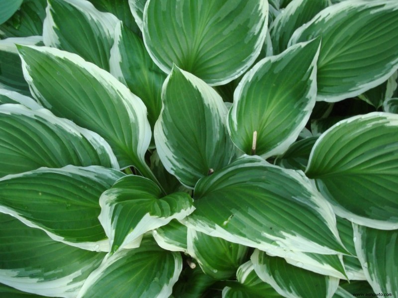 Cómo preparar Hostas para el invierno