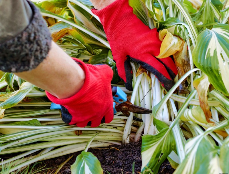 Cómo preparar Hostas para el invierno