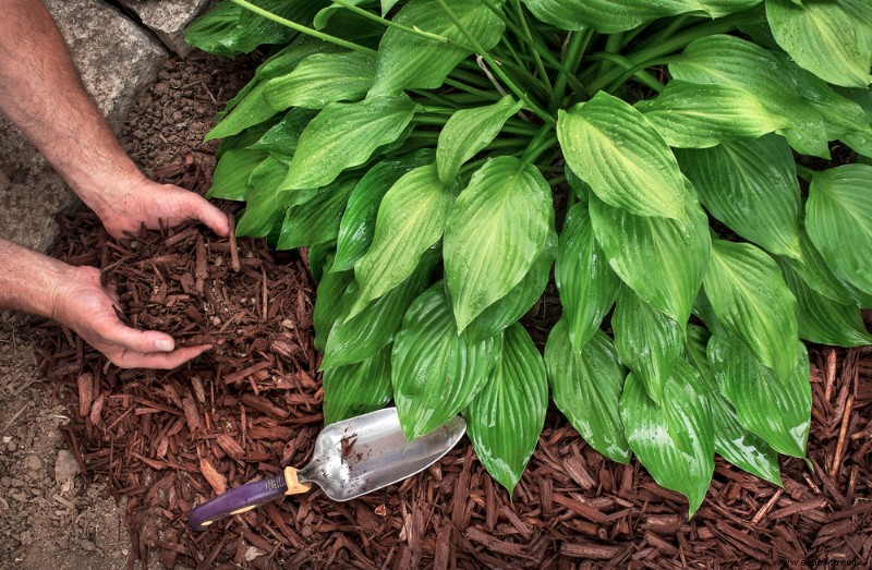 Cómo preparar Hostas para el invierno