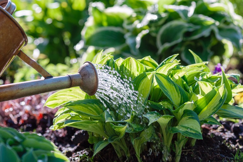 Cómo preparar Hostas para el invierno