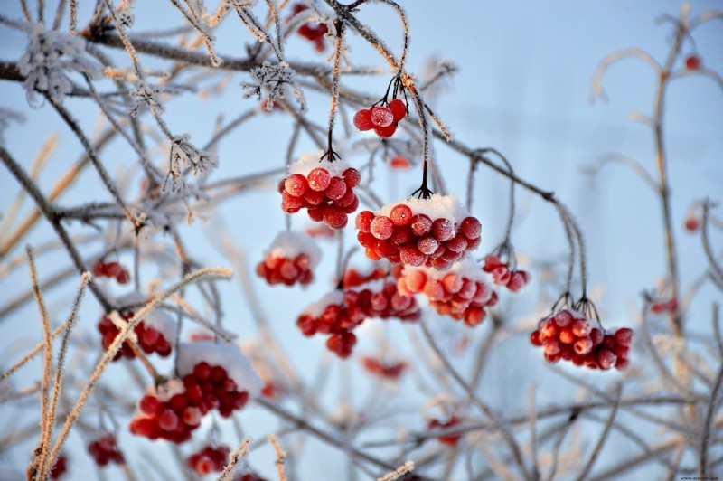 6 arbustos con coloridas bayas de invierno