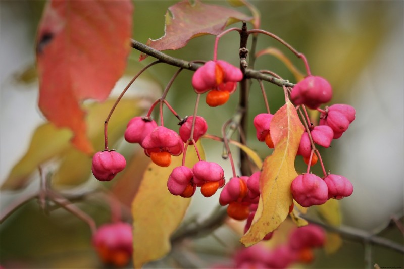 6 arbustos con coloridas bayas de invierno