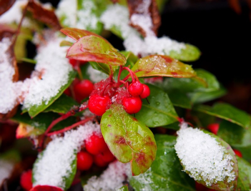 6 arbustos con coloridas bayas de invierno