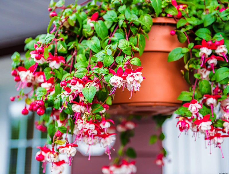 6 plantas para el invierno en interiores