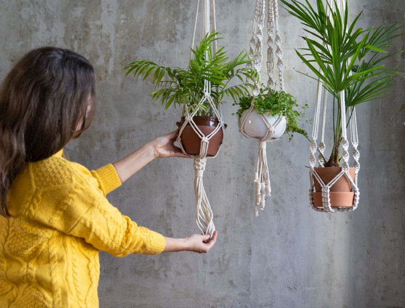 6 mejores plantas colgantes de interior para agregar a su hogar