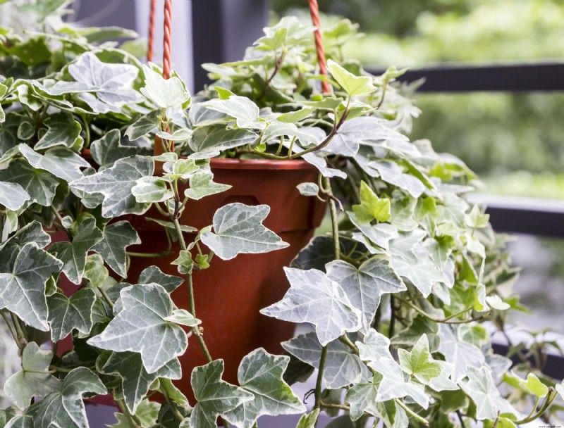 6 mejores plantas colgantes de interior para agregar a su hogar