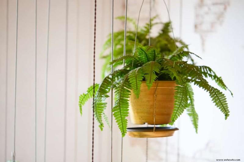 6 mejores plantas colgantes de interior para agregar a su hogar