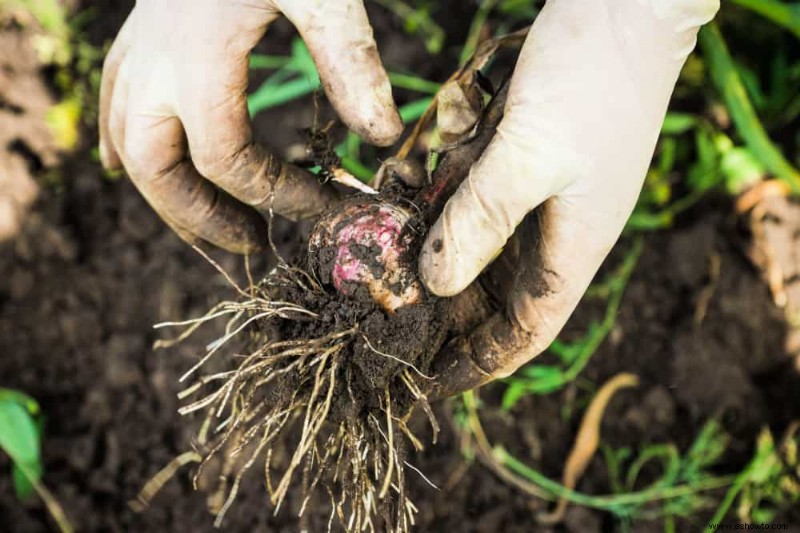 6 razones para cultivar tu propio ajo