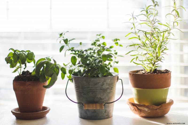 Cómo cultivar un jardín de hierbas en la cocina