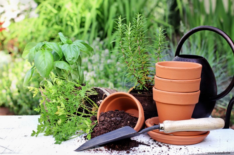 Cómo cultivar un jardín de hierbas en la cocina