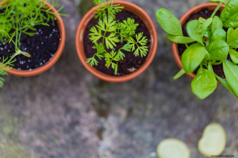 Cómo cultivar un jardín de hierbas en la cocina