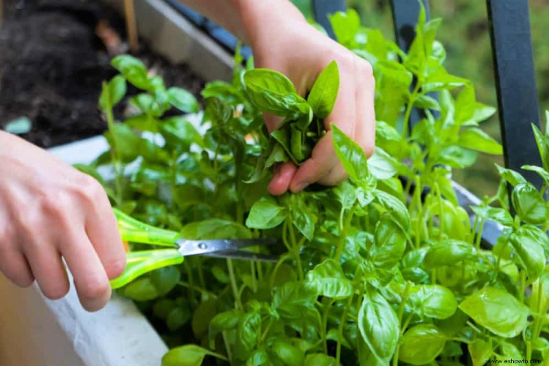 Cómo cultivar un jardín de hierbas en la cocina