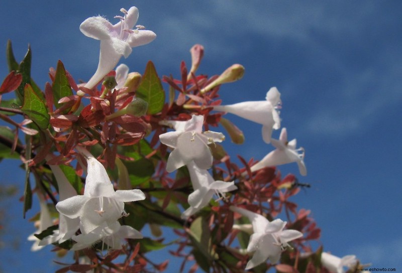 7 plantas que siempre debes podar en invierno