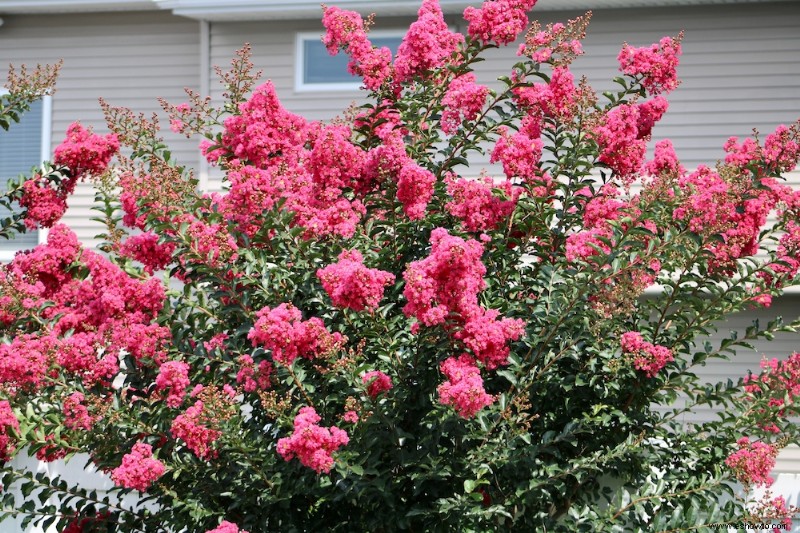 7 plantas que siempre debes podar en invierno