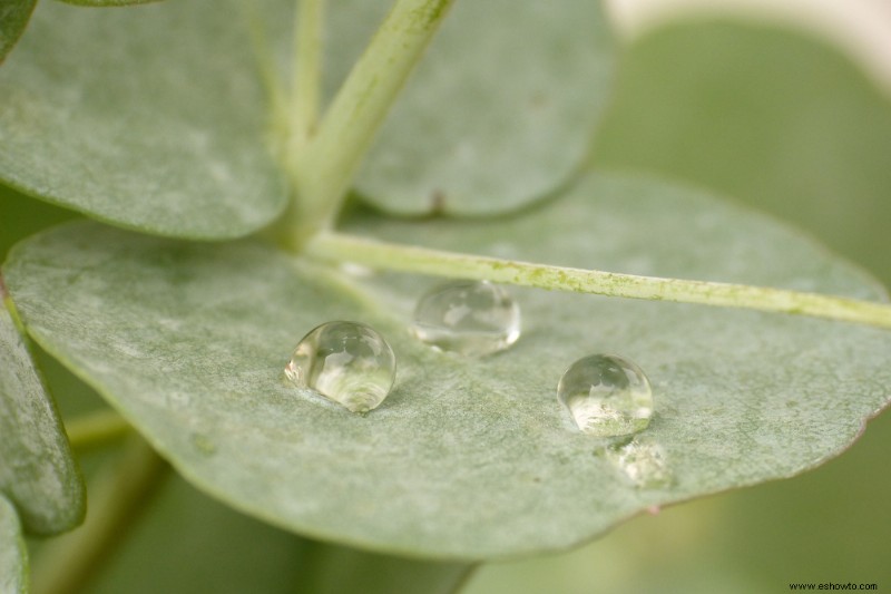 Cómo cultivar eucaliptos en interiores