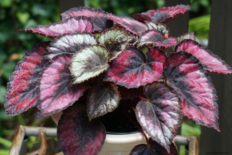 Cómo cultivar begonias en interiores para el invierno