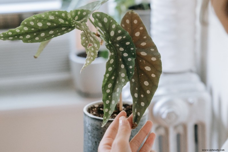 Cómo cultivar begonias en interiores para el invierno