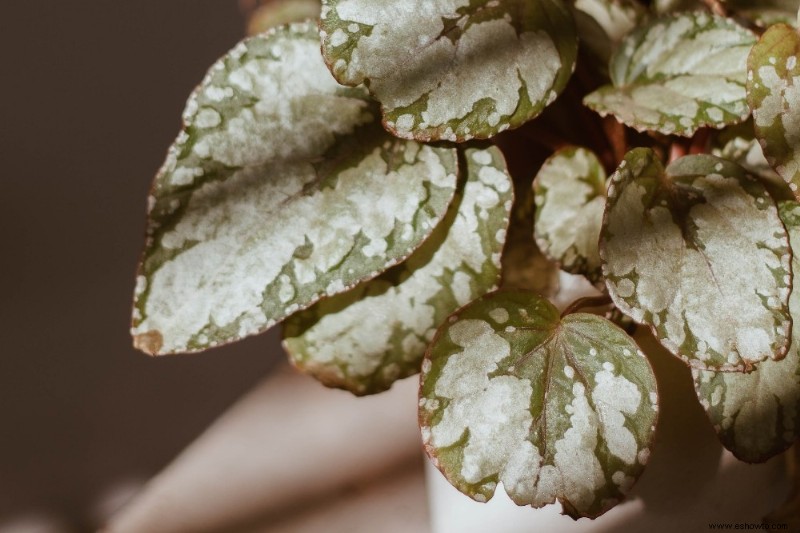 Cómo cultivar begonias en interiores para el invierno