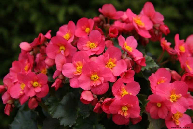 Cómo cultivar begonias en interiores para el invierno