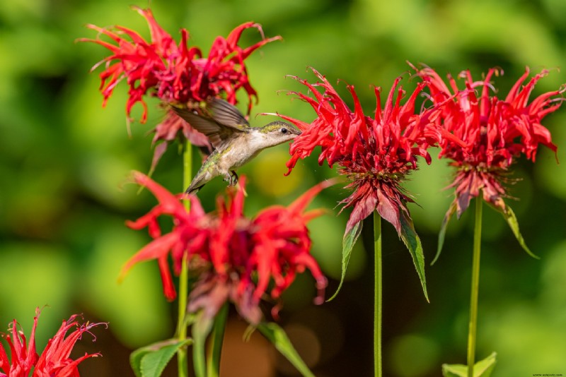 6 plantas resistentes al invierno que sobrevivirán en la nieve