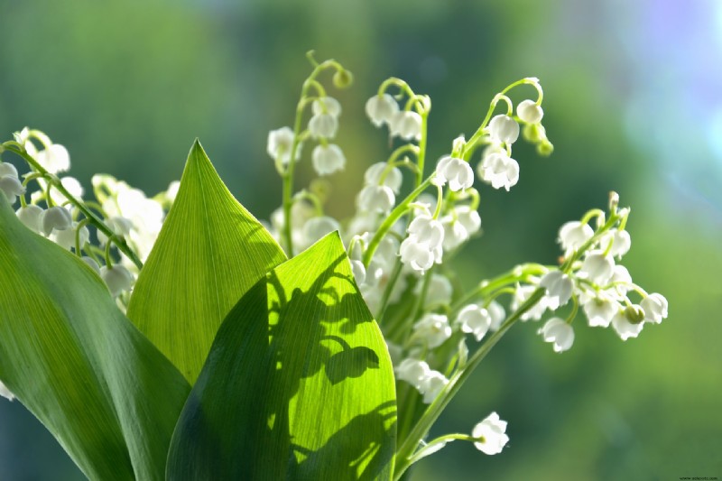 6 plantas resistentes al invierno que sobrevivirán en la nieve