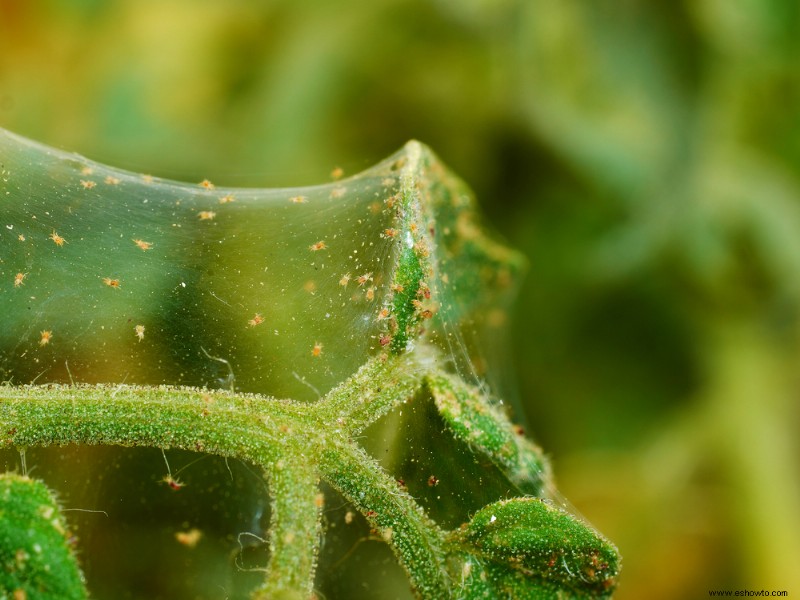 Cuál es el nivel de humedad adecuado para las plantas de interior