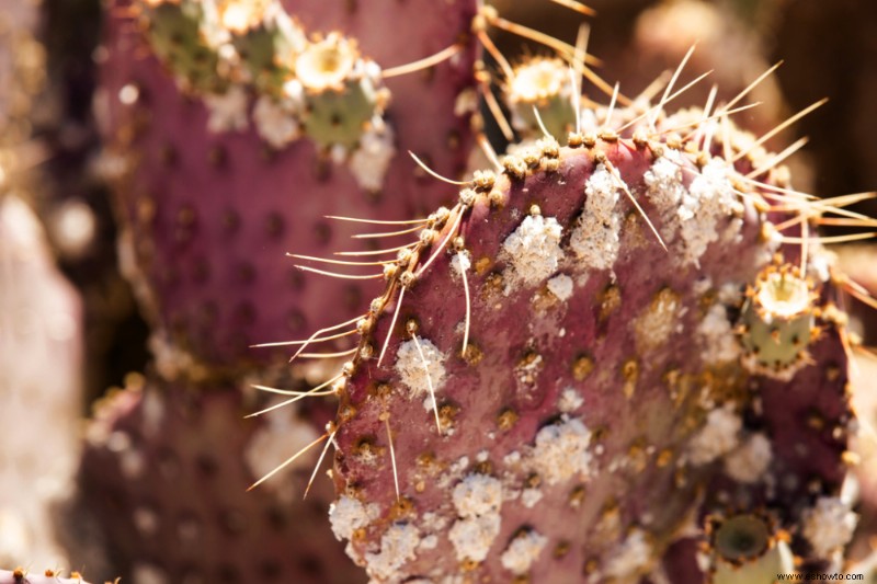 Cuál es el nivel de humedad adecuado para las plantas de interior