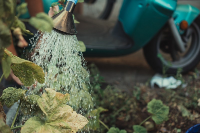 Cómo cultivar hortalizas al aire libre en invierno