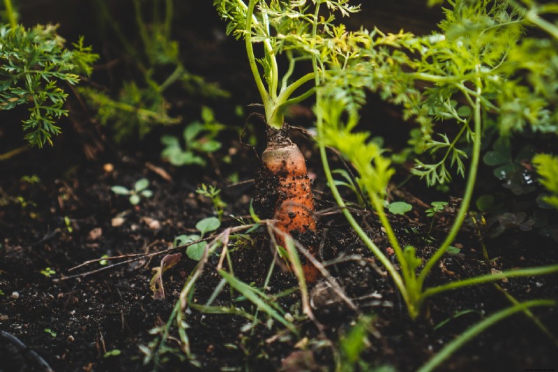 Cómo cultivar hortalizas al aire libre en invierno