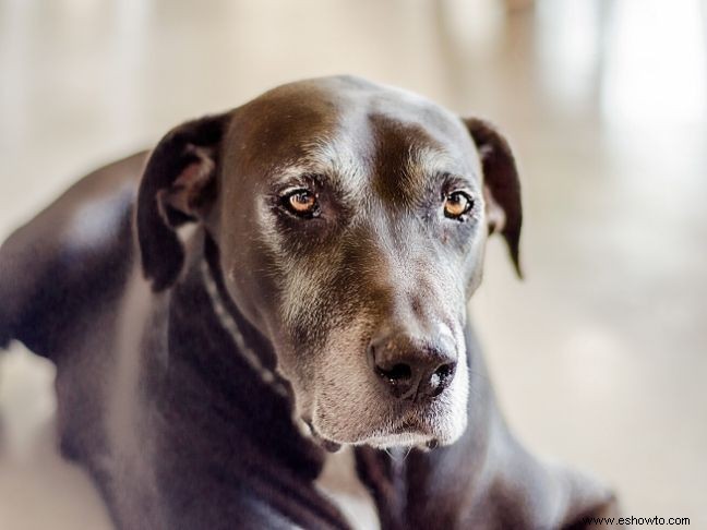 Cómo apoyar a su familia que ha perdido una mascota