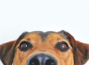 8 consejos esenciales para elegir el perro perfecto para tu familia