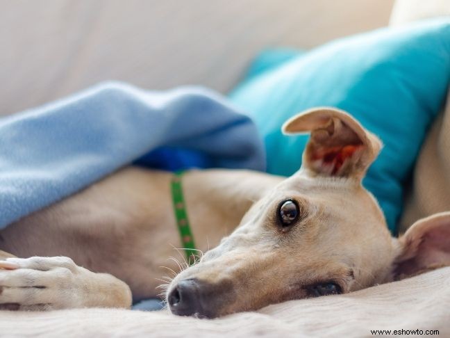 Cómo tratar las lesiones de su mascota familiar