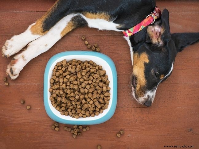 3 razones para elegir croquetas personalizadas para su perro