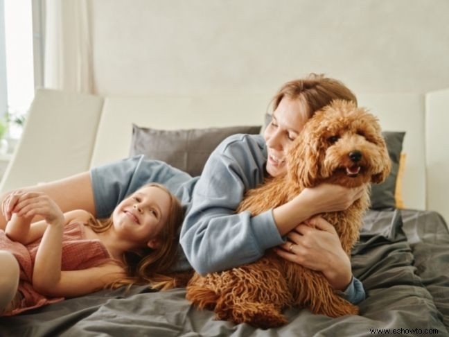 5 mascotas fáciles de considerar para traer a tu familia 