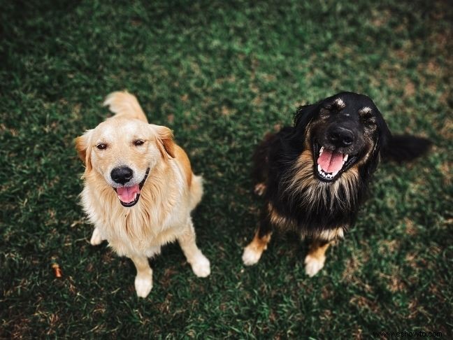 ¿Qué razas de perros son geniales con los niños? 